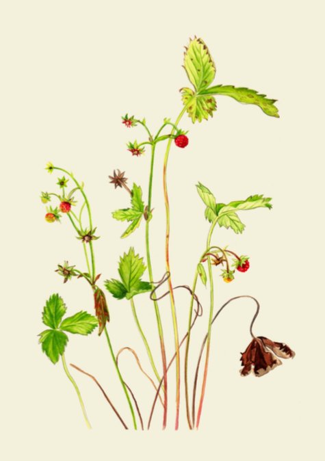 Kilcoe Studios Greeting Cards | Edible Plants | 6 pack