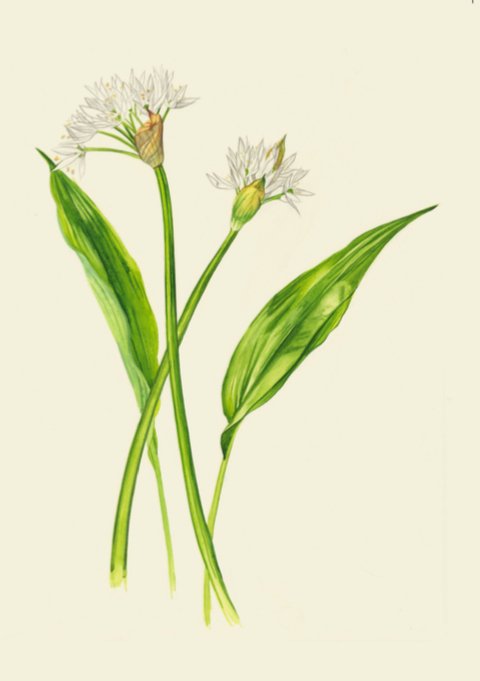 Kilcoe Studios Greeting Cards | Edible Plants | 6 pack