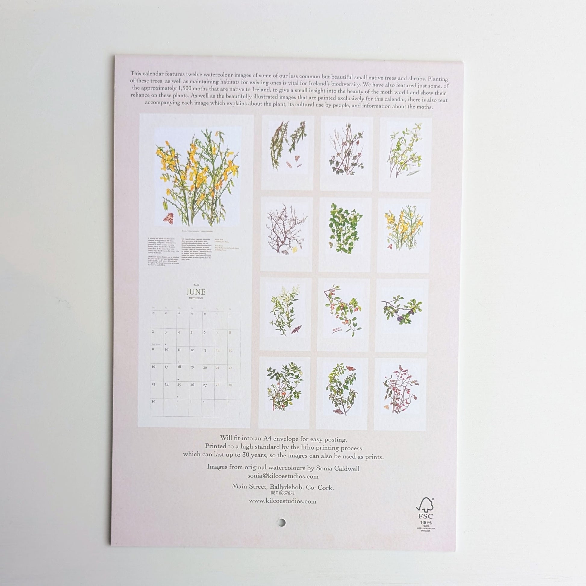 Kilcoe Studios | Calendar 2026 | Irish Wildflowers