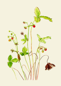 Greeting Card Pack | Kilcoe Studios Botanical - Miniature Plants