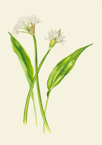 Greeting Card Pack | Kilcoe Studios Botanical - Miniature Plants